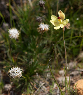 Lemon-scented Sun Orchid (Thelymitra antennifera)