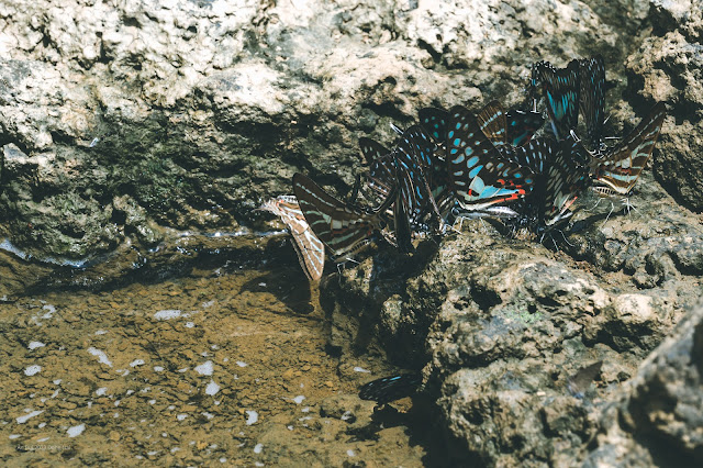 Butterfly season in Nam Cat Tien forest