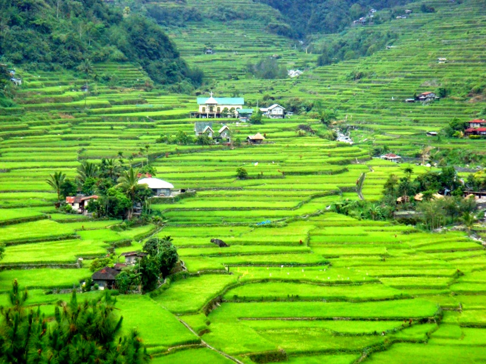  Gambar  Pemandangan Gunung Dan Sawah Untuk Diwarnai Toko 