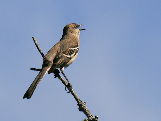 Backyard Bird