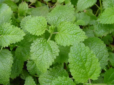 Fresh Lemon Balm