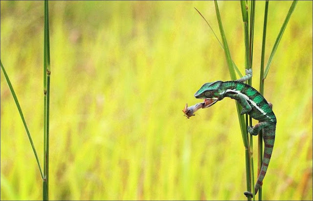 Chameleon catching prey, chameleon captures insect, chameleon photos, amazing animals