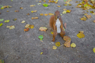 a brown squirrel stands on a sidewalk surrounded by fall leaves