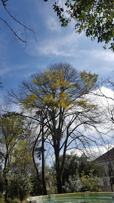 (Almost) Wordless Wednesday - a quiet corner in the garden