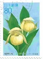 Selo Orquídea Cypripedium
