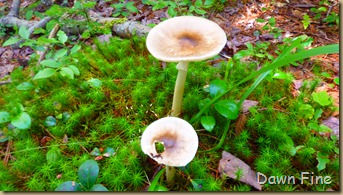 Sargent mountain hike_180