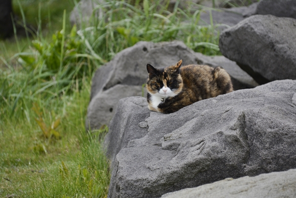Island  katt