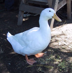 Gema Wirausaha Untung Berlimpah Dari Ternak Bebek Peking