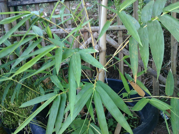 iCarai Budidaya iTanamani iHiasi Bambu Kuning