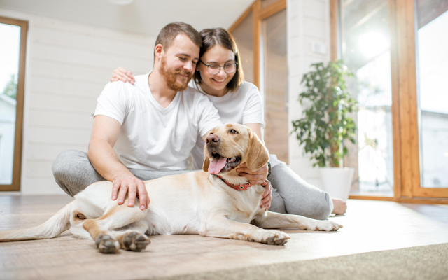 3 brincadeiras para fazer com o seu amigo pet na quarentena