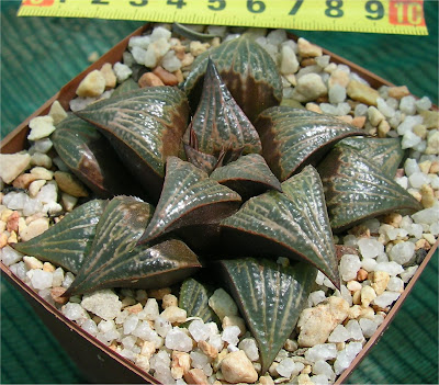 Haworthia badia