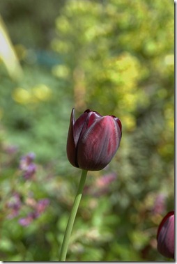 12.04.23 garden 005