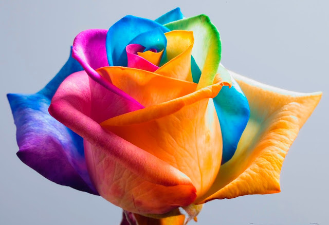 Best Rainbow Flower HD Wallpaper Free