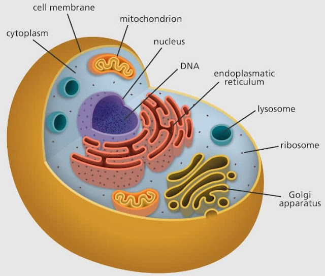 fungsi organel sel lisosom dan pentingnya peran mereka dalam kelangsungan hidup sel.