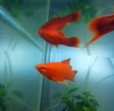 Фото під водою: риби в акваріумі