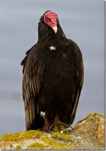 Urubu_a_tete_rouge_-_Turkey_Vulture