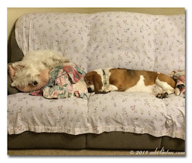 Westie and Basset asleep on the couch