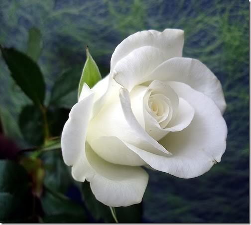 san valentin flores (22)