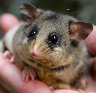 Mountain Pygmy Possum