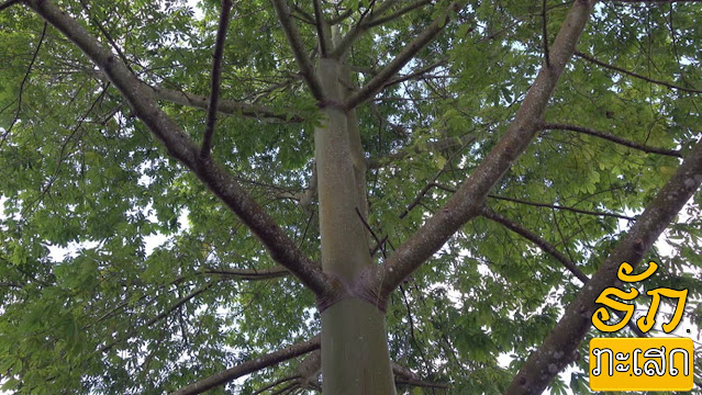 ຕົ້ນງິ້ວ [Ton Ngiou] ຊື່ວິທະຍາສາດ: Ceiba pentandra ຊື່ທົ່ວໄປ ເປັນພາສາອັງກິດ: Kapok tree, Silk Cotton tree, Ceiba  ຕົ້ນງິ້ວມີຖິ່ນກຳເນີດຢູ່ເຂດອາເມຣິກາກາງກວມມາຮອດພາກເໜືອຂອງອາເມຣິກາໃຕ້ ແລະ ເຂດຕະເວັນຕົກຂອງທະວີບອາຟຼິກກາ. ໃນຖິ່ນເດີມຕົ້ນງິ້ວສູງເຖິງ 70 ມ, ສ່ວນໃນແຖບເອເຊຍ ມັນສາມາດສູງຮອດ 30-40 ມ ເທົ່ານັ້ນ. ຕົ້ນງິ້ວອ່ອນມີໜາມແຂງຢາຍຕາມລຳຕົ້ນ ແຕ່ບາດເວລາ ເປັນຕົ້ນເກົ່າແລ້ວ ໝາມຈະໝົດໄປແຕ່ ຕົງກັນຂ້າມ ປີກຮາກມີຫຼາຍຂຶ້ນ ແລະ ມີຂະໜາດໃຫຍ່ອີກດ້ວຍ.