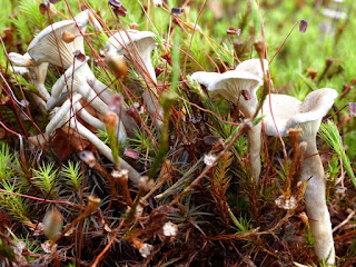 Cantharellula umbonata - Clitocybe omboné - Chanterelle ombonée