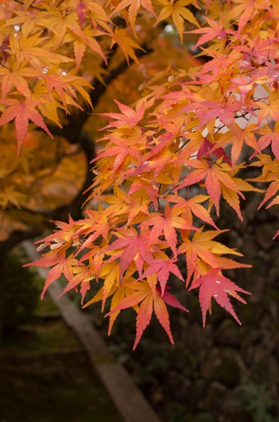 Pentaxkr 1124 6907