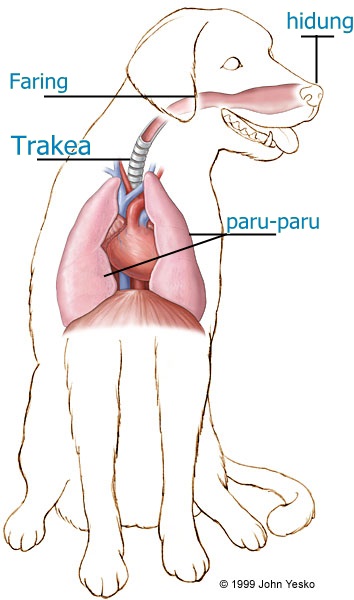 LapidaUyun Kelas Mamalia 