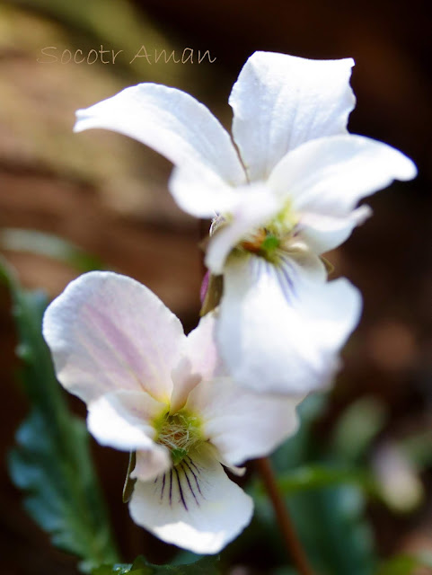 Viola eizanensis