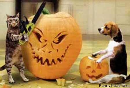 funny halloween pictures