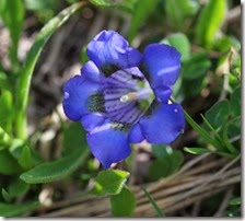 L agentiane de Koch ou acaule (Gentiana acaulis).