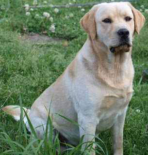 Raza de perro Labrador Retriever