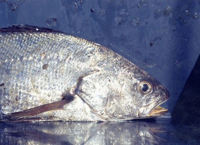 Soha Fish | Description of Soha Fish | From Ocean Depths