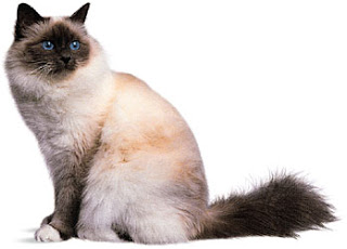 birman cat breeders info pets kittens animal domestic