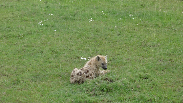 Spotted Hyena