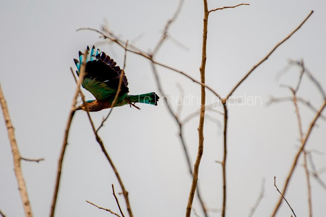 Indian Roller Bird