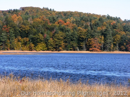 Fall Trees and the River