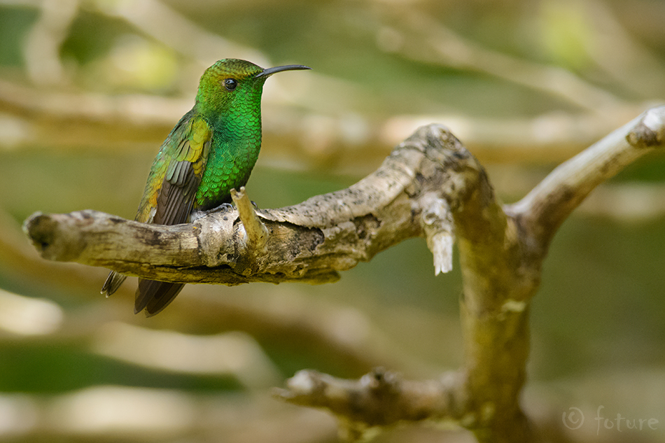 Elvira cupreiceps, Coppery-headed Emerald, koolibri