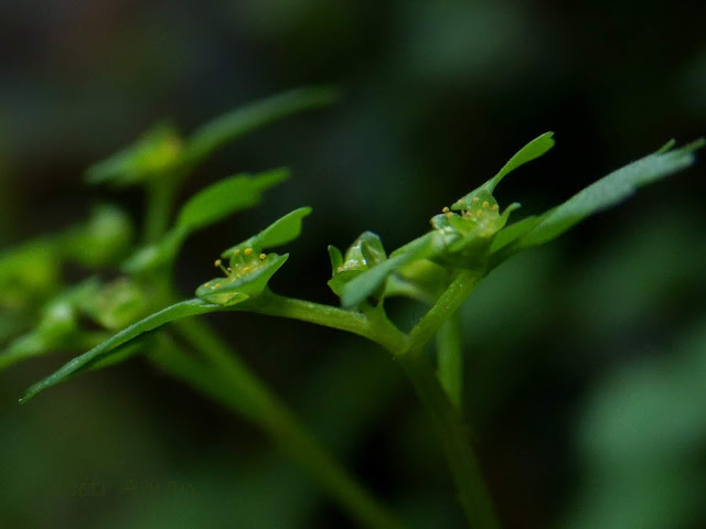 Chrysosplenium flagelliferum