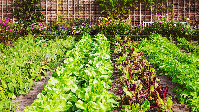 Vegetables that grow like magic in your home garden