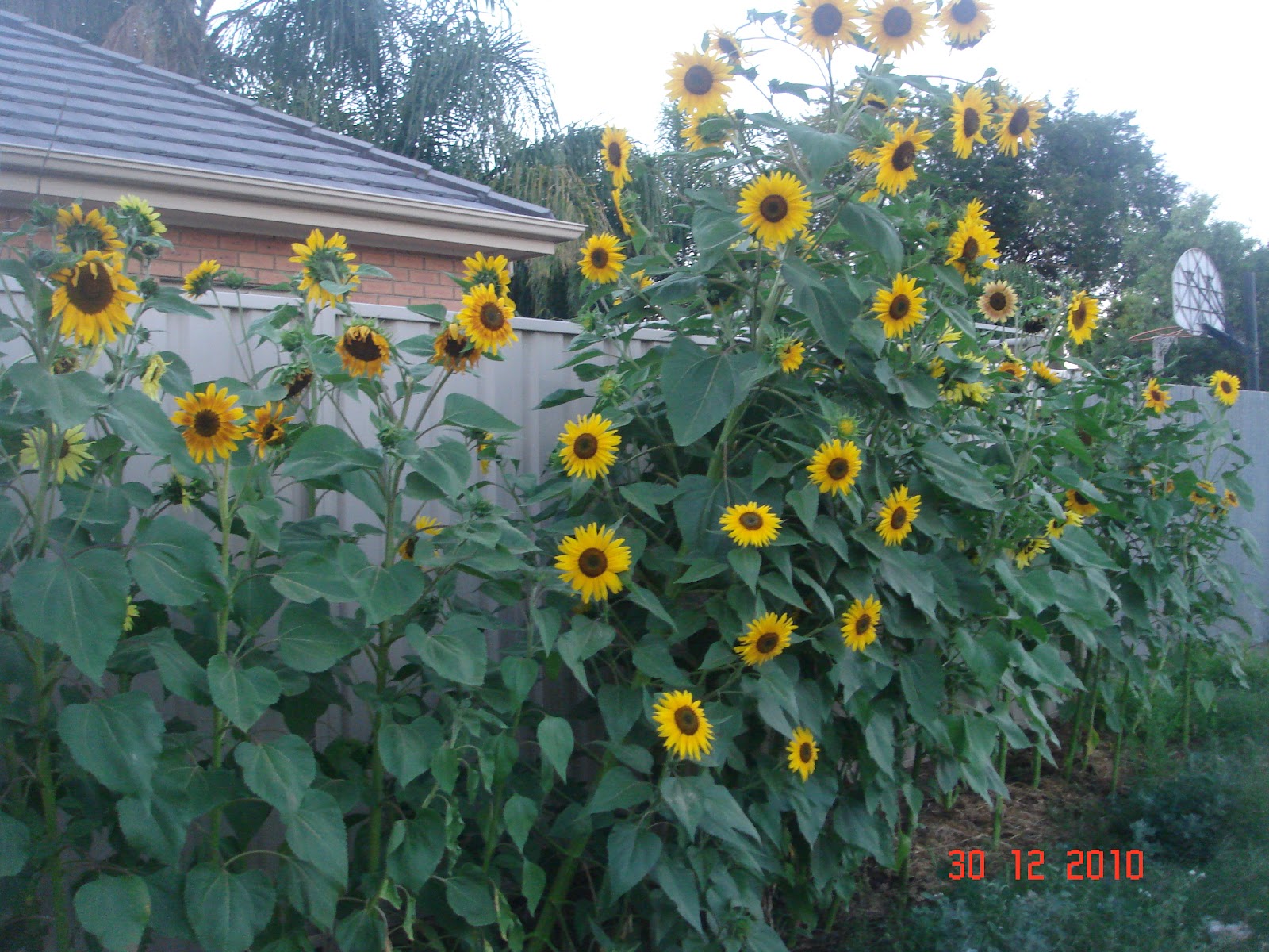 Kebun Bahagia Bersama Bunga Matahari Evening Sun 