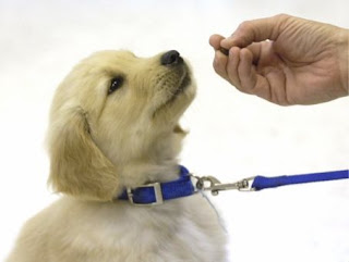 Best Dog Training Secrets