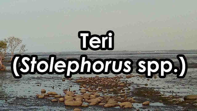 teri