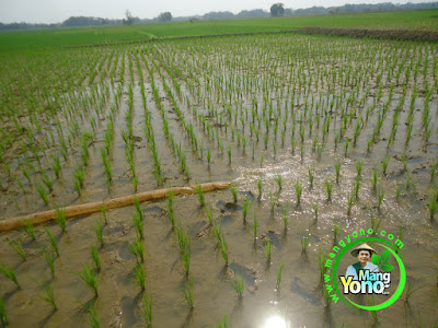 FOTO 7 :  Pengairan Tanaman Padi TRISAKTI  di sawah Tegalsungsang, Pagaden Barat, Subang, Jawa Barat.