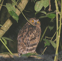 foto burung hantu bloketupu