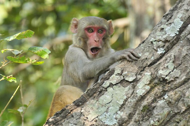 Mengapa Ada Monyet yang Melakukan Masturbasi?