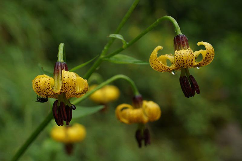 Лилия понтийская разновидность артвинская (Lilium ponticum var. artvinense)