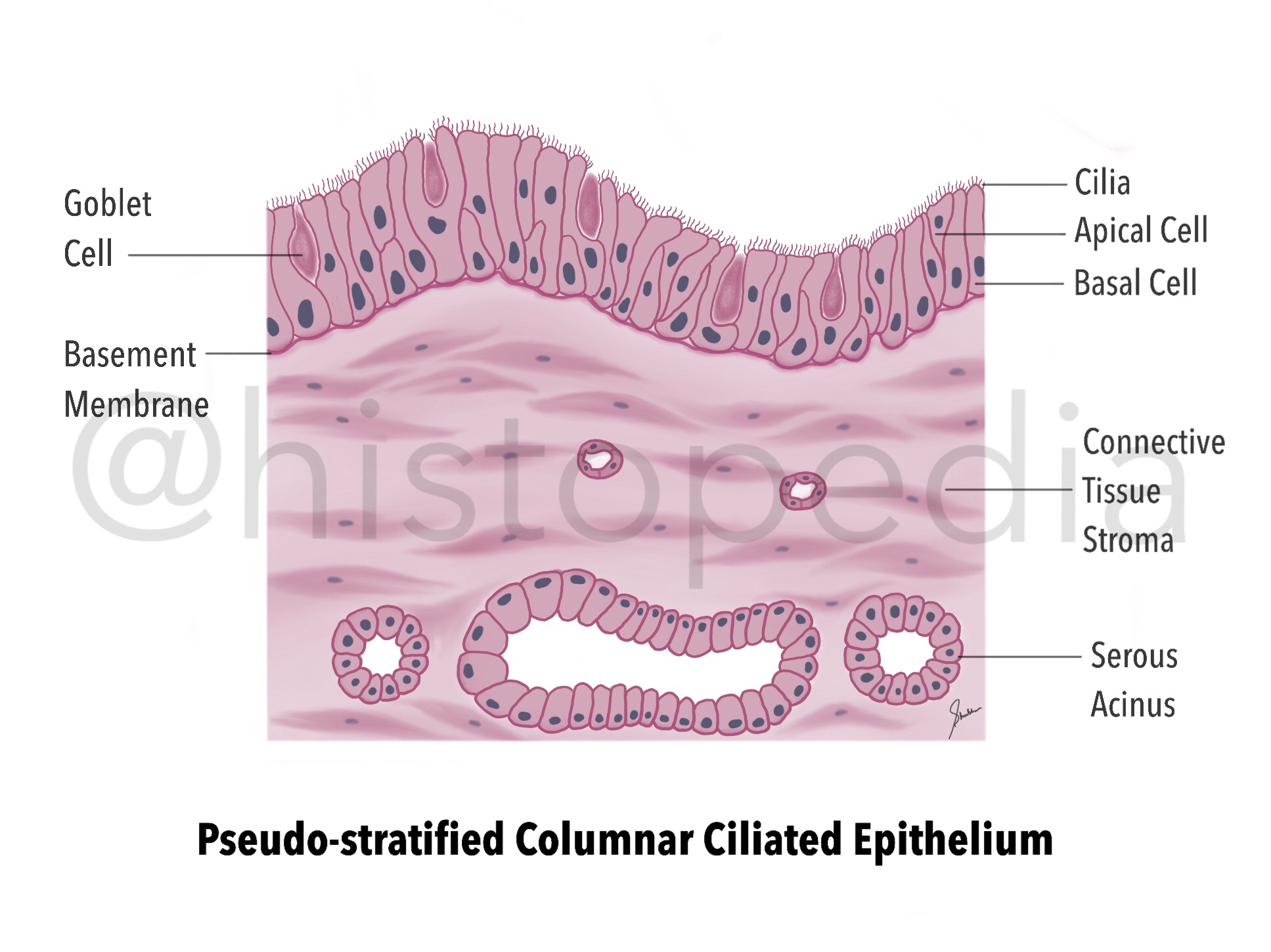 Pseudo-stratified Columnar Ciliated Epithelium Histology Diagram