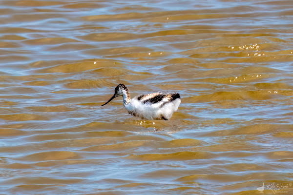 Avocet