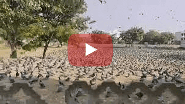 હજારો પક્ષીઓને દાણા ચણવા માટે નિમંત્રણ આપવામાં આવે છે - જુઓ 