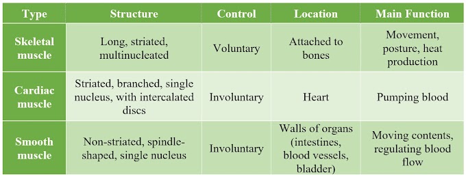 Types of Muscles | Structure | Functions | Examples